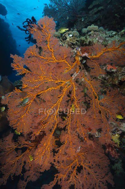 Eventail de mer sur récif corallien — Photo de stock