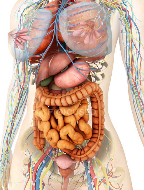 Medizinische Illustration des weiblichen Körpers mit Verdauungs- und Kreislaufsystem — Stockfoto