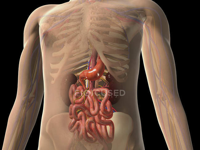 Прозорий погляд на людське тіло з нирками та кишечником — стокове фото