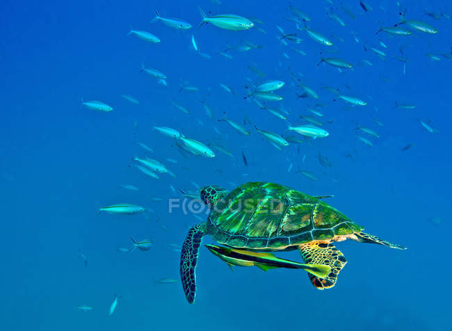 Tartaruga marina nuoto con remora — Foto stock