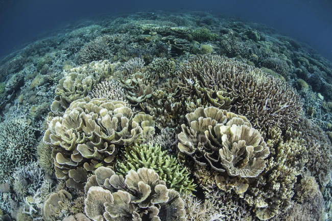 Риф будівельні корали на мілкій воді — стокове фото