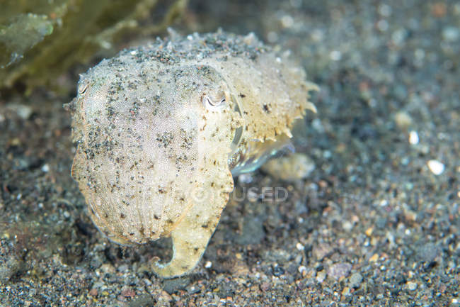 Cuttlefish in Komodo National Park — Stock Photo