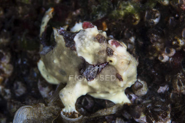 Бородавчасті frogfish на риф — стокове фото