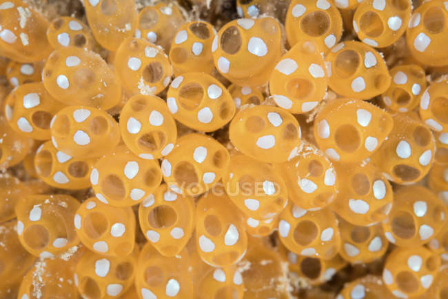 Colony of yellow and white tunicates — Stock Photo