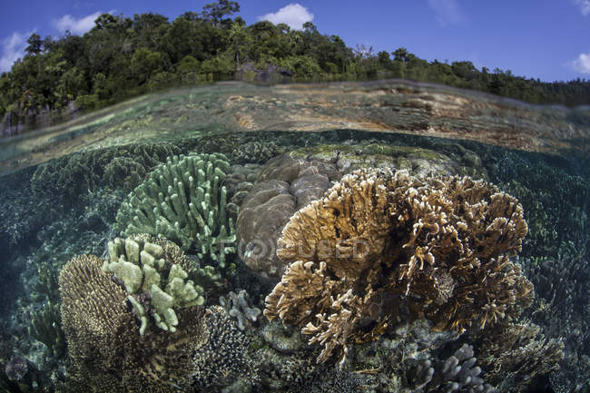 Різноманітний масив рифобудівних коралів — стокове фото
