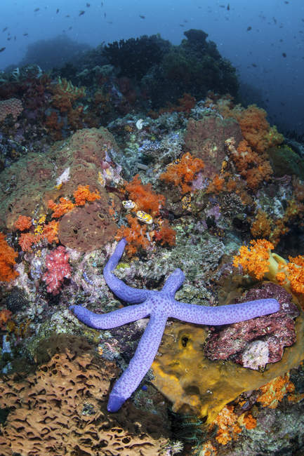Stelle marine blu aggrappate alla barriera corallina — Foto stock