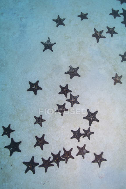 Скопление красных и черных булавочных звезд на песчаном дне, остров Кокос, Коста-Рика — стоковое фото