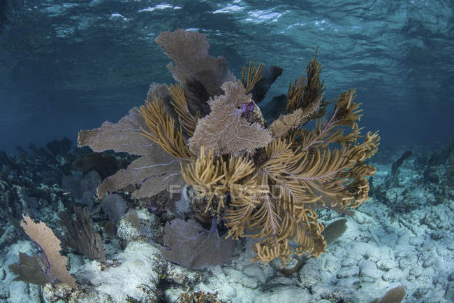Gorgones colorés en eau peu profonde — Photo de stock