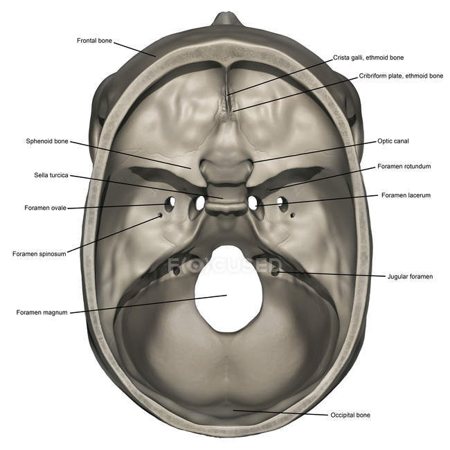 Vista superior de la anatomía del cráneo humano con anotaciones - foto de stock