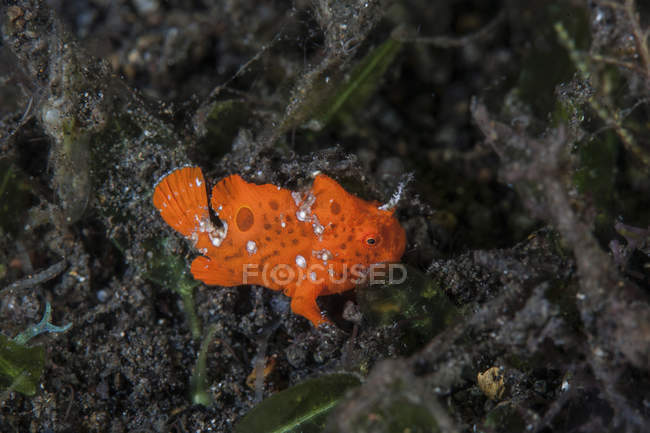 Novellame di rana dipinta su fondale marino — Foto stock