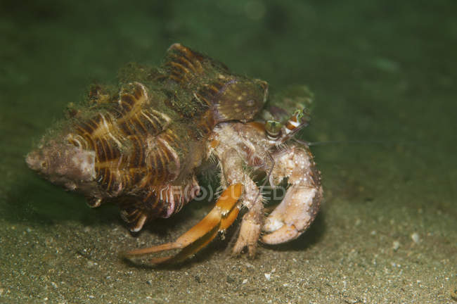 Anemone hermit crab on sand — Stock Photo