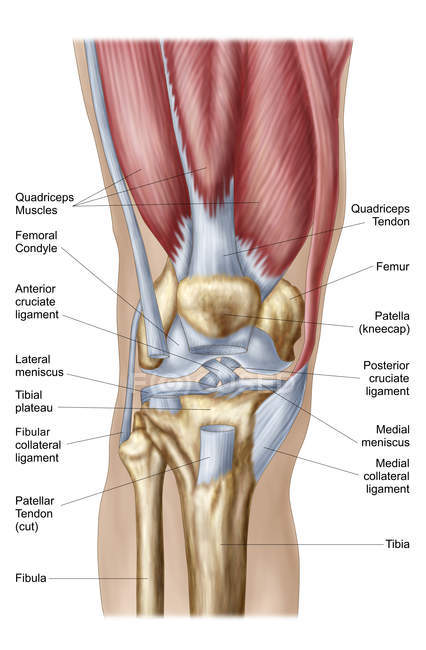 Anatomía de la articulación de la rodilla humana con etiquetas - foto de stock