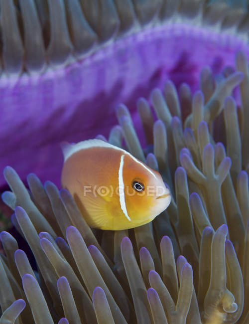 Anemonefish rosa em tentáculos de anêmona — Fotografia de Stock