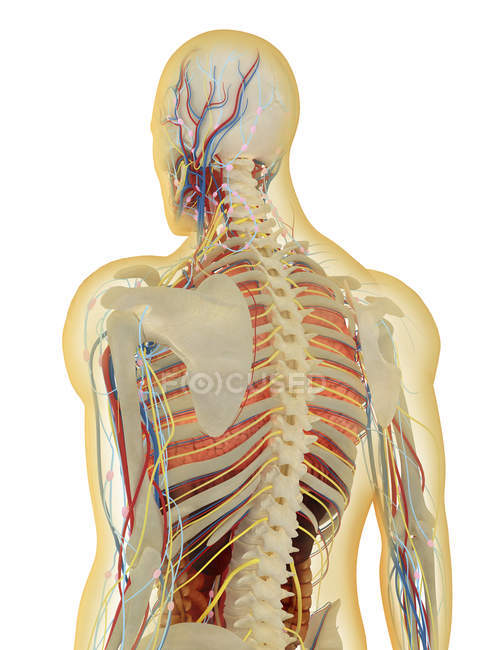 Прозорі людського тіла з внутрішніх органів, нервової, лімфатичної і кровоносної системи — стокове фото