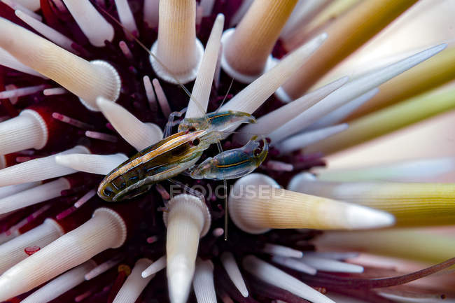 Ouriço camarão closeup tiro — Fotografia de Stock