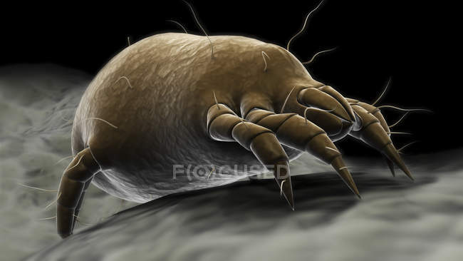 Visualization of dust mite — Stock Photo