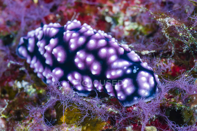Pimpled Phyllidiella nudibranch with isopod — Stock Photo