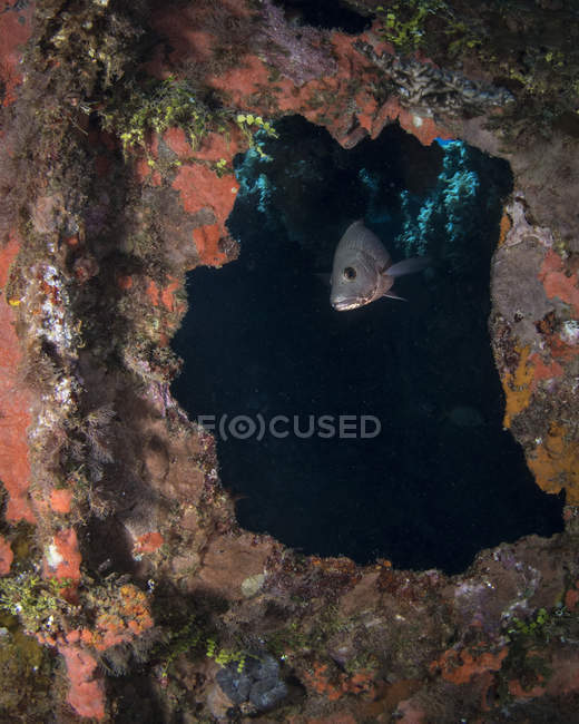 Fish on Rio de Janeiro Maru shipwreck — Stock Photo