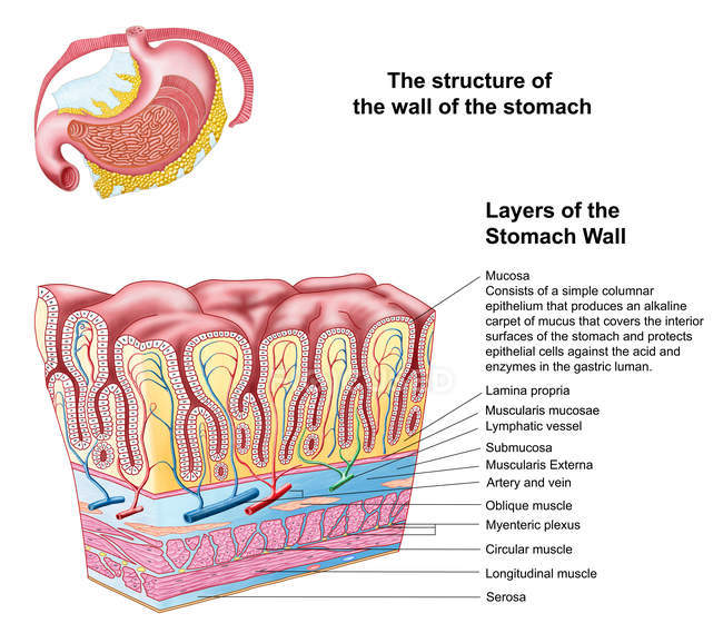 Anatomy of the structure and layers of the stomach wall — Stock Photo