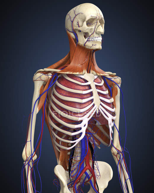 Parte superior del cuerpo humano con huesos, pulmones y sistema circulatorio - foto de stock