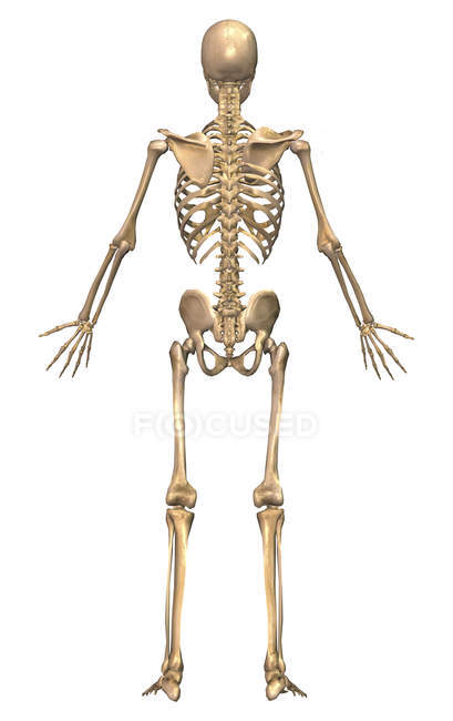 Vue arrière du système squelettique humain — Photo de stock