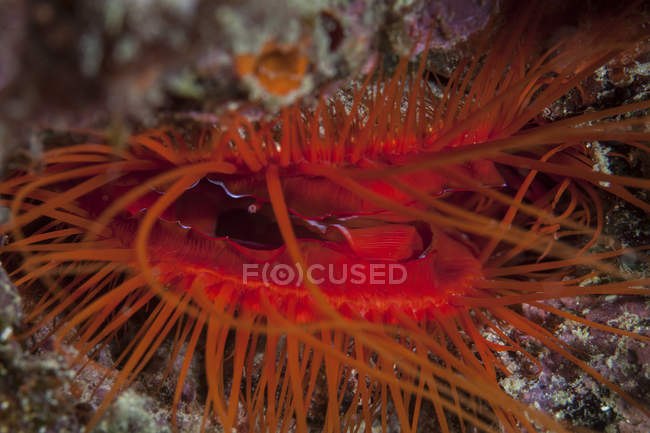 Дискотека clam на риф поблизу Сулавесі — стокове фото