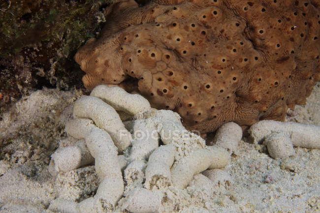 Cetrioli di mare e feci — Foto stock