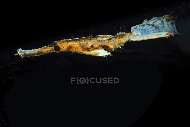 Geisterpfeifenfische im dunklen Wasser — Stockfoto