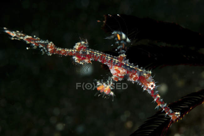 White and red harlequin ghost pipefish — Stock Photo