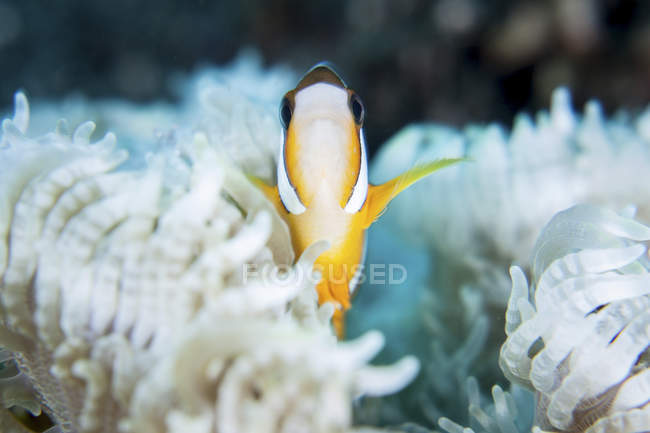Clark anemonefish in anemone tentacles — Stock Photo