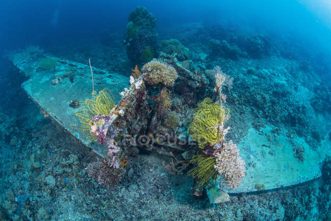 Avião naufragar em recife com corais macios, Cenderawasih Bay, Papua Ocidental, Indonésia — Fotografia de Stock