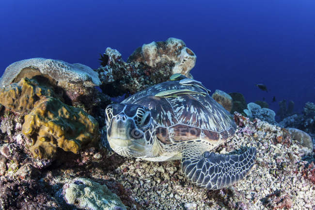 Green sea turtle laying on reef — Stock Photo