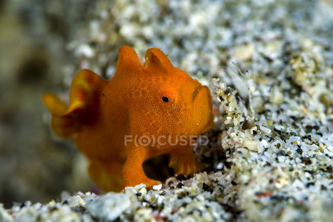Tiny orange frogfish — Stock Photo