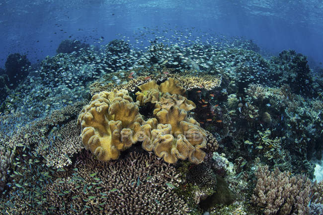 Colorful coral reef near Alor — Stock Photo