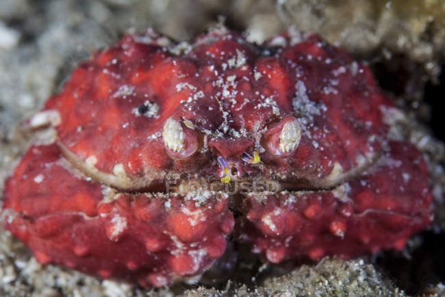 Caranguejo sentado no fundo do mar — Fotografia de Stock