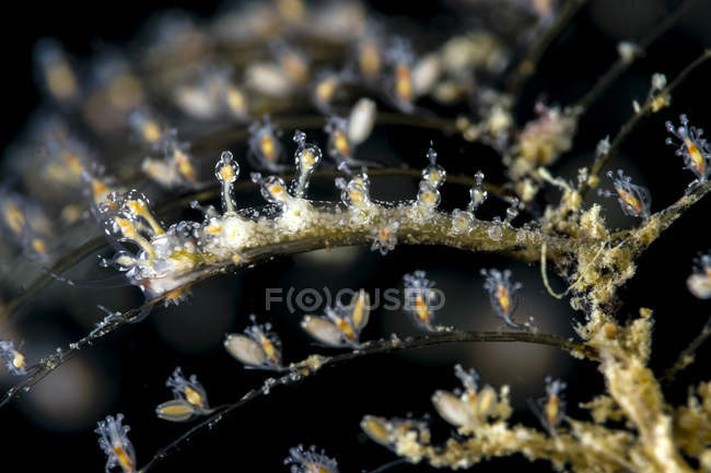 Eubranchus nudibranch closeup shot — Stock Photo