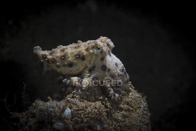 Blue ringed octopus on sandy seabed — Stock Photo