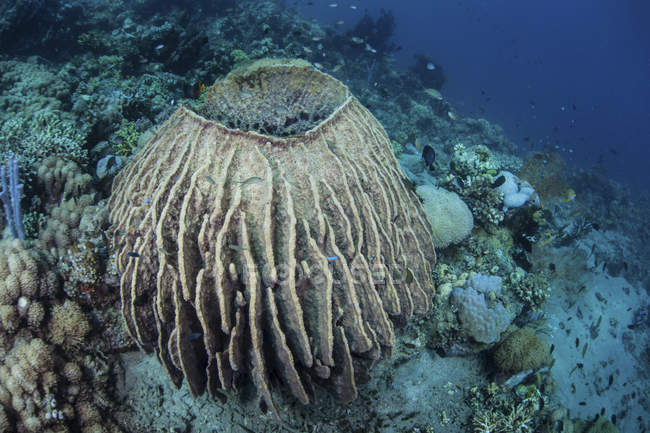 Massive barrel sponge on reef — Stock Photo