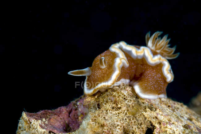 Margem marrom glossodoris nudibranch — Fotografia de Stock
