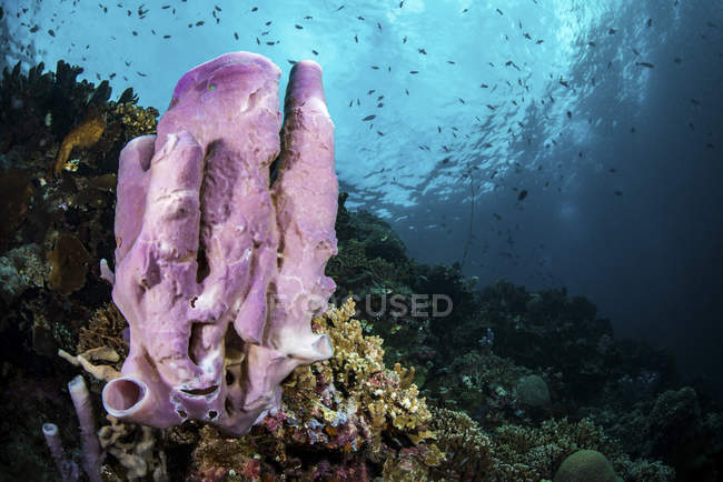 Arrecife de coral con peces y esponjas - foto de stock