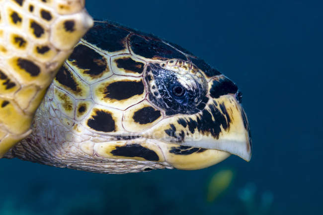 Hawksbill sea turtle headshot — Stock Photo