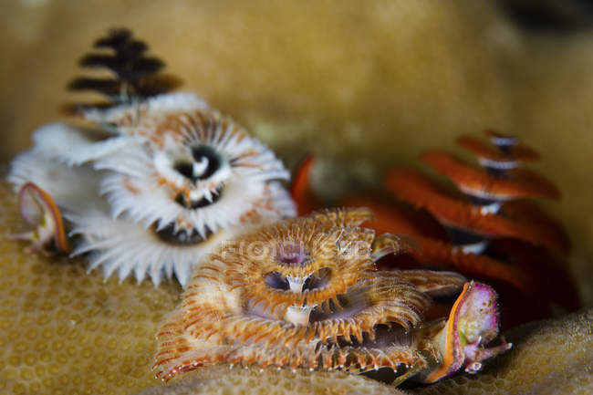 Рождественские черви на коралловом рифе — стоковое фото