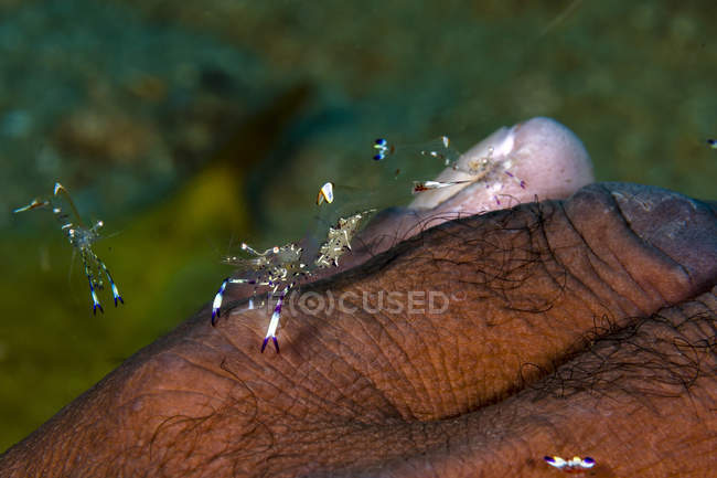 Anemone shrimp cleaning diver hand — Stock Photo