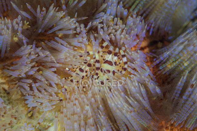 Par de camarões Coleman em urchin fogo — Fotografia de Stock