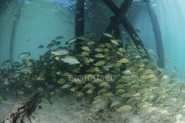 Escuela de peces gruñidos debajo del muelle - foto de stock