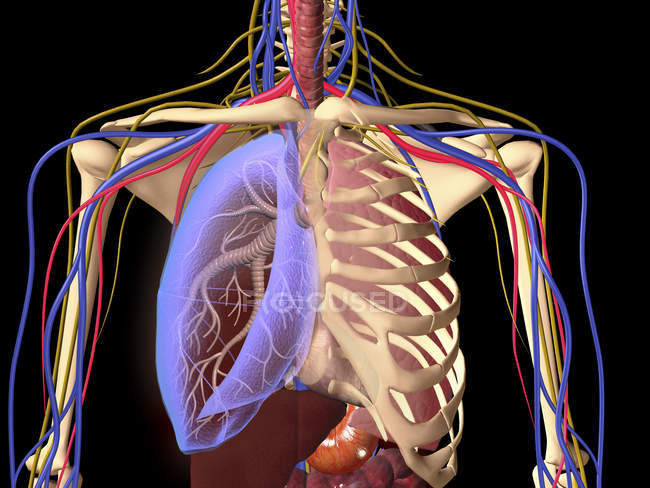 Esqueleto humano con pulmón transparente, caja torácica y sistema nervioso — Stock Photo