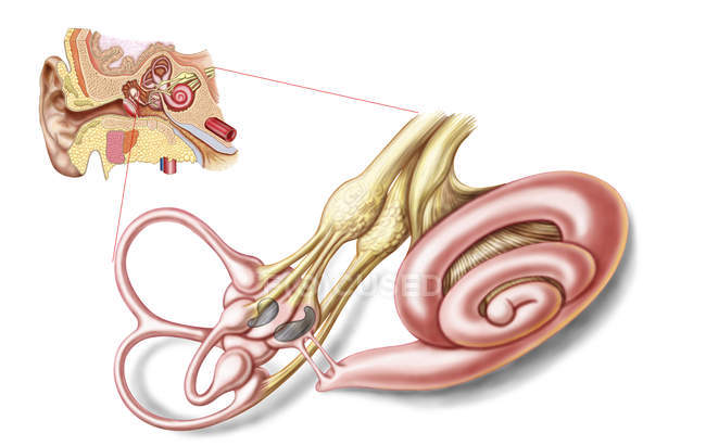 Anatomía del oído humano con laberinto membranoso - foto de stock