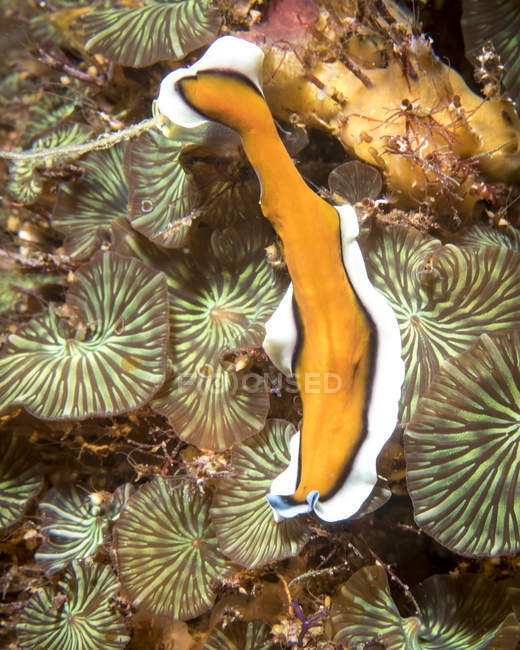 Yellow and white flatworm on leaves — Stock Photo