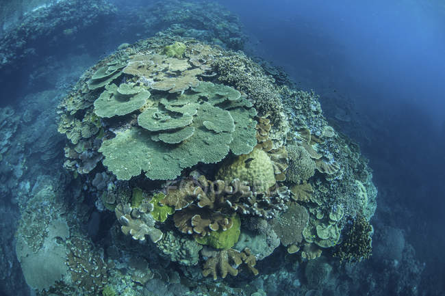 Colorful reef-building corals on reef — coral triangle, Acropora ...