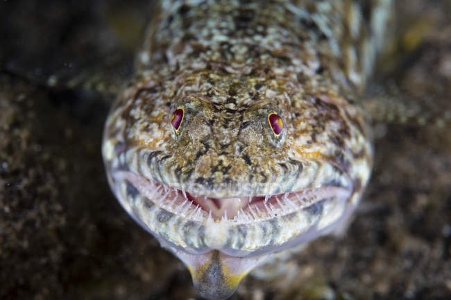 Lizardfish крупним планом постріл у голову — стокове фото